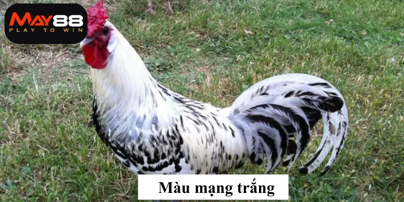 Màu mạng trắng