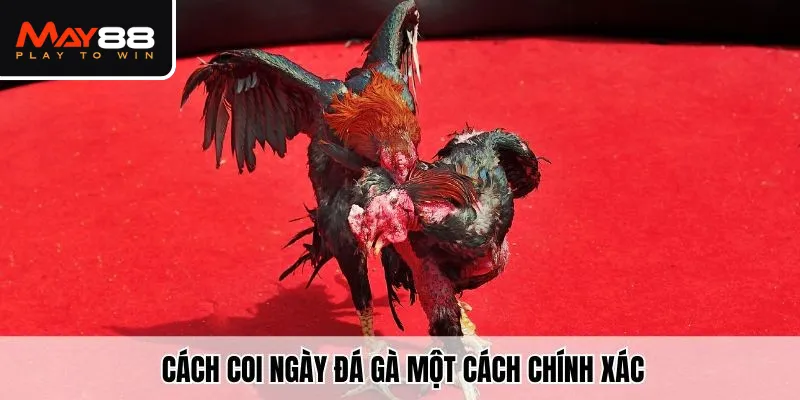 Cách xem ngày gà đá một cách chính xác