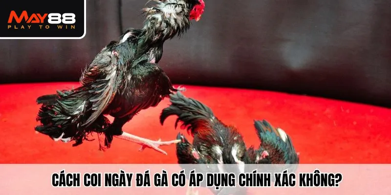 Cách xem ngày gà đá có áp dụng chính xác không?