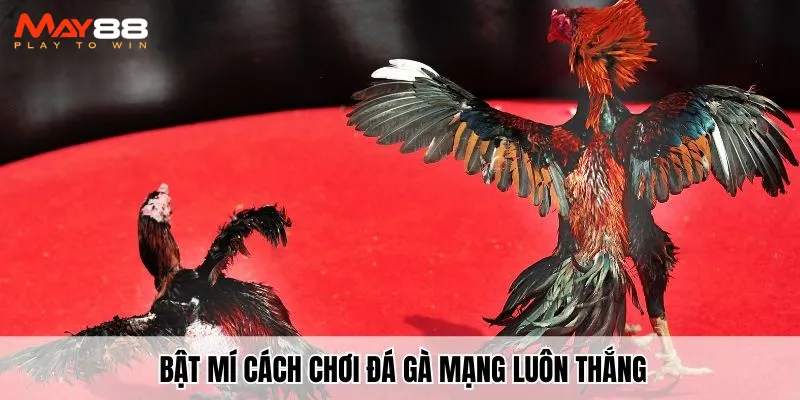 Bật mí cách chơi đá gà mạng luôn thắng