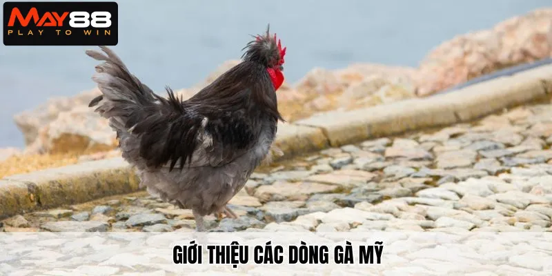 Giới thiệu các dòng gà Mỹ