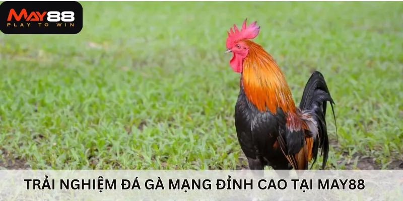 Trải nghiệm cách chơi đá gà mạng đỉnh cao tại nhà cái uy tín